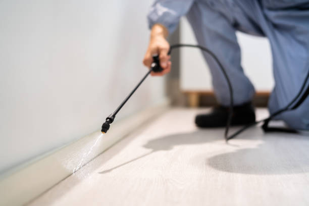 Licensed Wasp Removal service in Sun City Center, FL - Show Me Pest Control